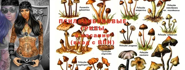 ешки Аркадак
